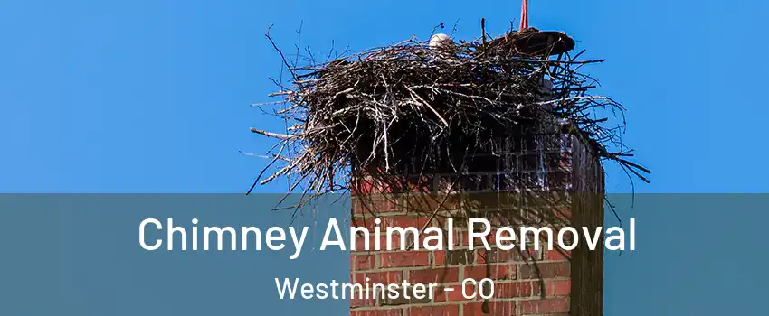 Chimney Animal Removal Westminster - CO