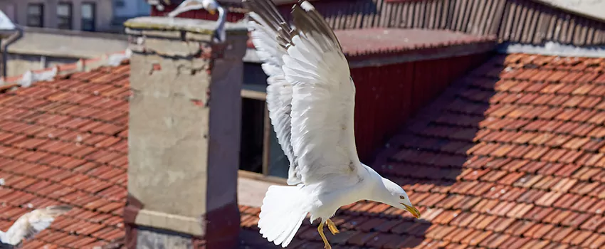 Residential Chimney Animal Removal Solution in Westminster, CO